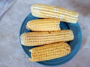 新鲜玉米去除外皮和玉米须备用
