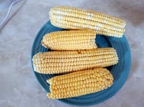 新鲜玉米去除外皮和玉米须备用