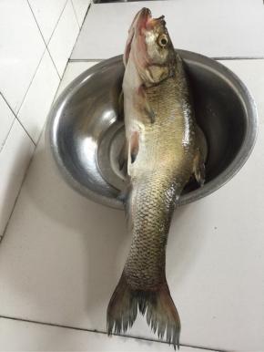 这就是今天在汉江流域钓的白鱼，好大啊，足足有5斤重呢。

