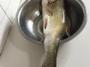 这就是今天在汉江流域钓的白鱼，好大啊，足足有5斤重呢。

