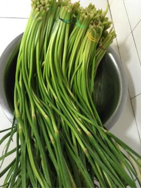 洗干净的蒜苔分成若干小份，用橡皮筋扎紧备用！

