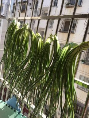 扎好的蒜苔挂在阳台上彻底晾干水分！

