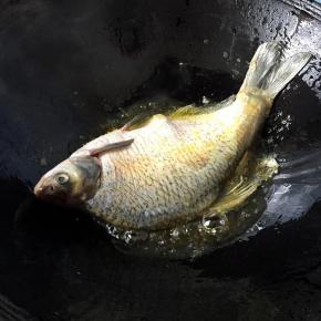 锅中放适量油，倒入鳊鱼，大火煎至两面金黄