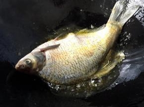 锅中放适量油，倒入鳊鱼，大火煎至两面金黄