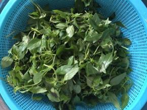 荆芥清洗干净后，沥干水分备用！
