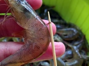 虾尾两截处用牙签挑出虾线
