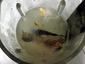 倒入破壁机里，倒入适量水，不要超过热饮上限位置