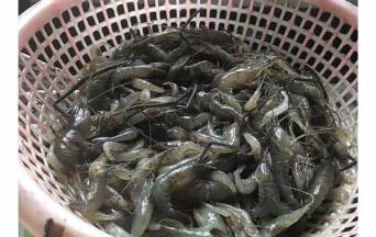 这是野生的河虾。味道更棒哦  将其洗净