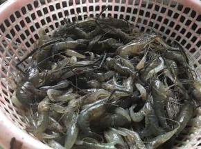 这是野生的河虾。味道更棒哦  将其洗净