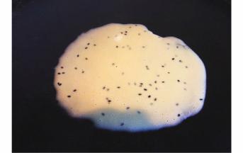 舀一小勺面糊倒入平底锅内（先不要开火防止面糊凝固）然后将面糊均匀的摊薄