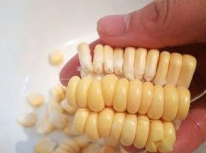 这样剥玉米粒，是不是很方便呀！用手一剥，一排的玉米粒就下来了！