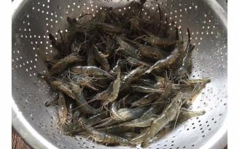 河虾洗净