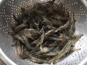 河虾洗净
