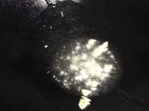 锅里倒入油，加入切好的蒜煸炒