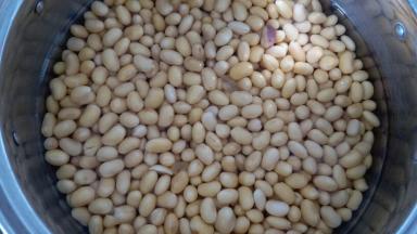 四小时后豆子喝饱了水