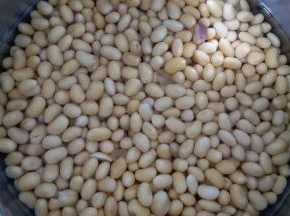 四小时后豆子喝饱了水