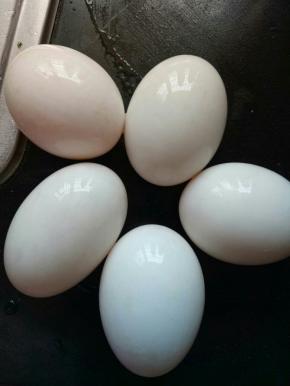 趁醒面的时候我们来做月饼的馅。先将8个咸鸭蛋洗尽。图片是我另配，做的时候忘了拍照。