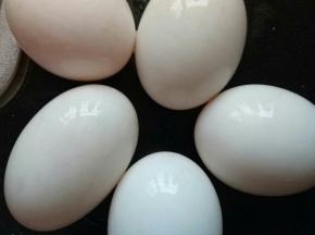 趁醒面的时候我们来做月饼的馅。先将8个咸鸭蛋洗尽。图片是我另配，做的时候忘了拍照。