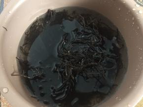 海发菜洗净去杂质