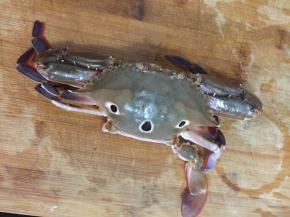 2. 螃蟹用刷子洗干净