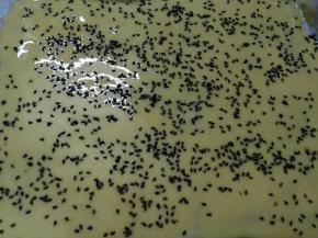 也可以烤盘上铺油纸，将面糊平铺在烤盘里，借助刮板或刮刀抹平，越薄越好，撒上芝麻