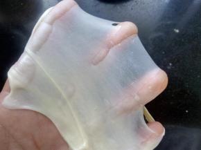 继续揉到扩展阶段，能拉出半透明结实的膜破洞处呈锯齿状。。揉面过程中，需要控制好面团的温度，以不超过28°为宜，以免面团还没打好，就已经开始发酵，发酵过快，也会影响组织。