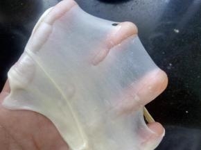 继续揉到扩展阶段，能拉出半透明结实的膜破洞处呈锯齿状。。揉面过程中，需要控制好面团的温度，以不超过28°为宜，以免面团还没打好，就已经开始发酵，发酵过快，也会影响组织。