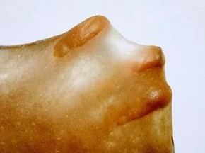 取一小块面团，慢慢用手撑开，形成不易破的薄膜