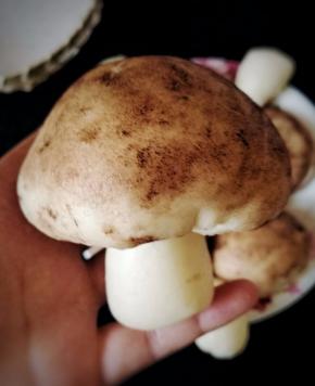 把香菇把尖尖的那头插进去，一个栩栩如生的香菇豆沙包就做好啦。