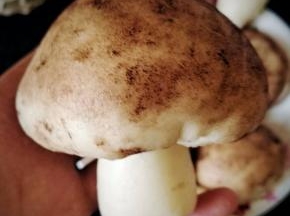把香菇把尖尖的那头插进去，一个栩栩如生的香菇豆沙包就做好啦。