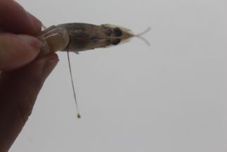 把虾抽出虾肠。