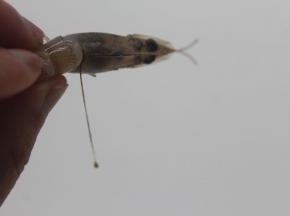 把虾抽出虾肠。
