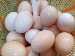 将生鸡蛋用流水洗干净