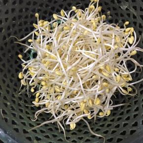 黄豆芽洗净沥干水分。