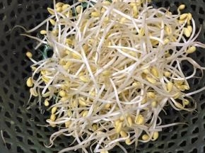 黄豆芽洗净沥干水分。