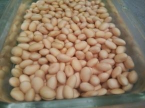 这是泡好的黄豆，粒粒饱满