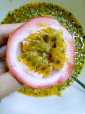 小刀划开百香果果壳，铁勺剥出果肉，装在干净的大瓷碗内。4斤半鲜果，取得1000g左右果肉。