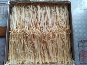 把金针菇平铺放在烤盘里