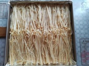 把金针菇平铺放在烤盘里