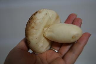 蒸熟的香菇底部用筷子戳一个小洞，把香菇蒂塞进去就可以了