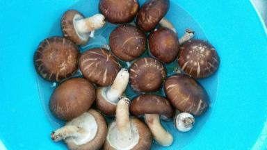 开始洗香菇，洗干净，挤干水份后，去把