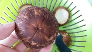 用小刀在香菇背后轻轻的划几条口子，不要太用力了哦