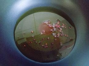 将淋干的花椒加入有锅中。小火煸出香味。