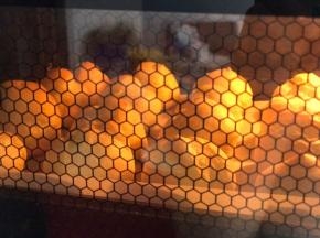 将烤盘放入烤箱中层，190度烤20分钟，再转170度烤20分钟。
这是190度20分钟时泡芙的状态。面糊已经受热膨胀出现裂痕，再将温度调至170度烤20分钟，直到裂痕处也上色即可。