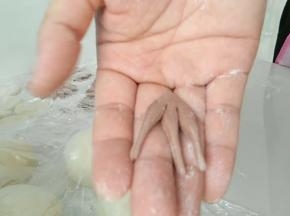 三根毛。