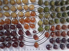 抹茶馅儿每个分成25g，我还做了其它的馅儿的。