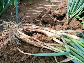 有机大葱，来一套。