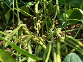 选取新鲜的有机毛豆束。