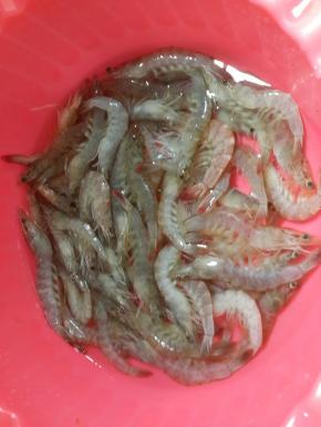 基围虾洗洗干净