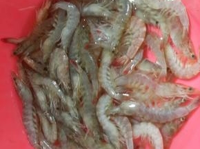 基围虾洗洗干净